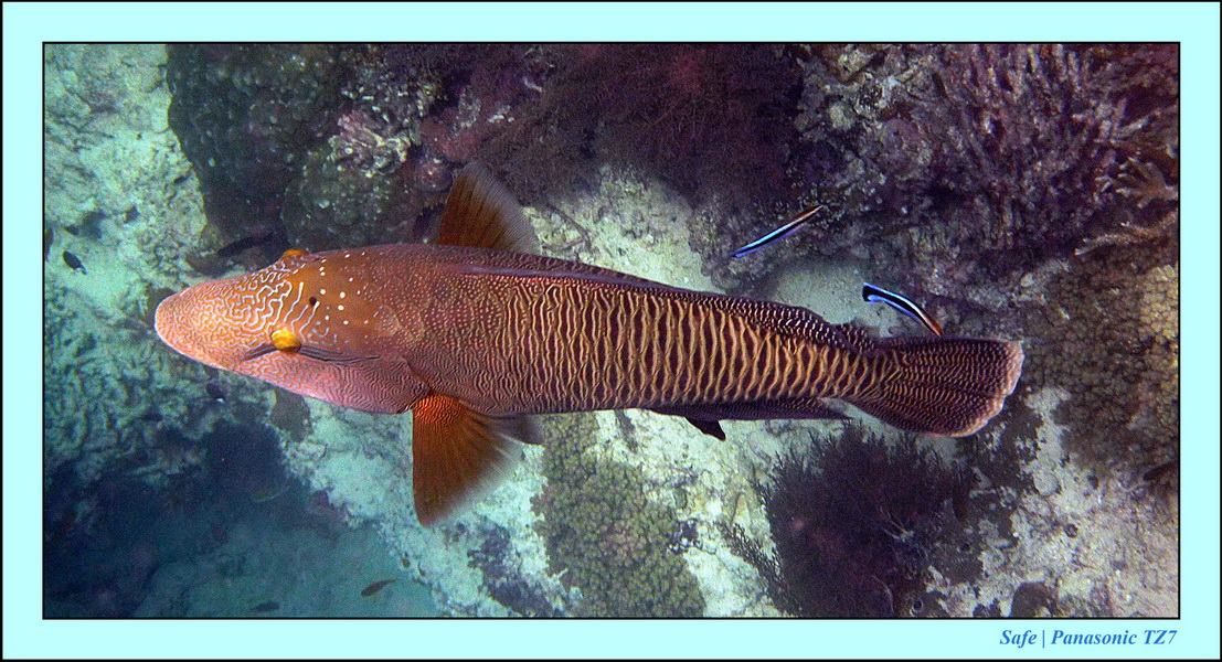 2011 - 08 - Borneo - Sipadan 078